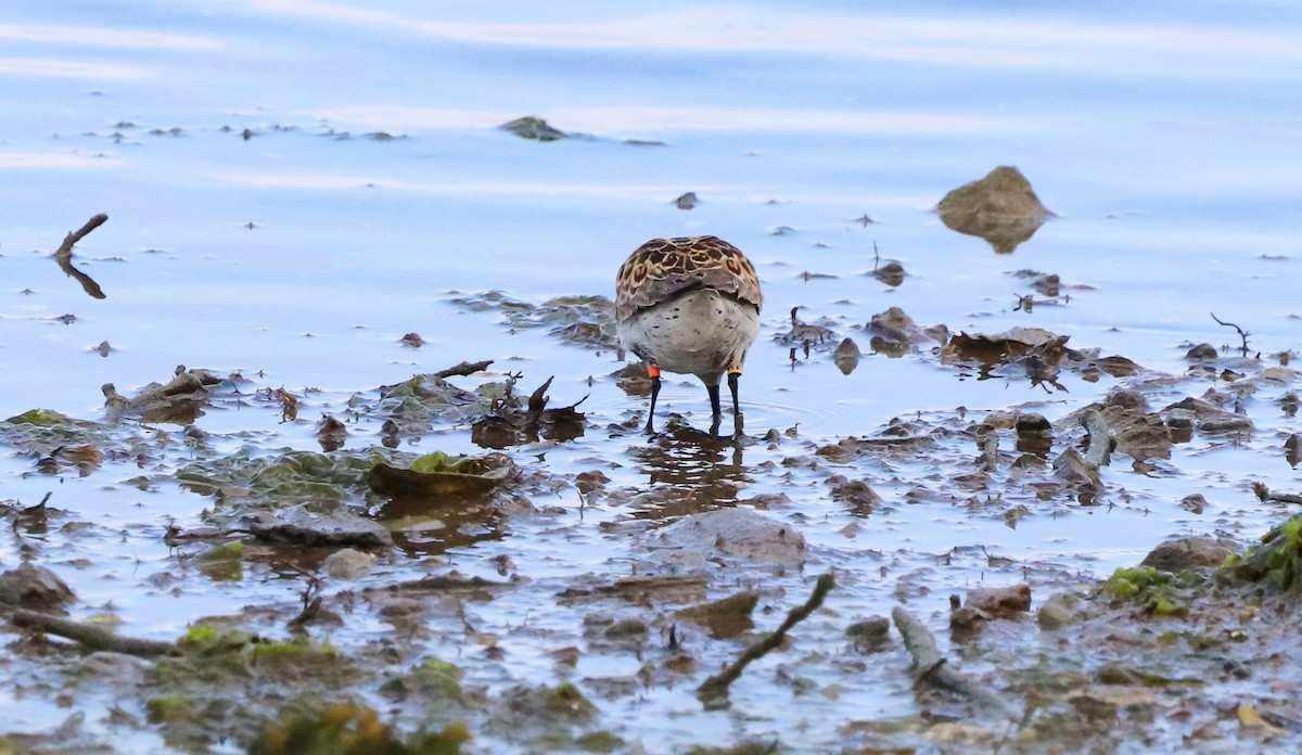 Dunlin (schinzii) - ML642693844