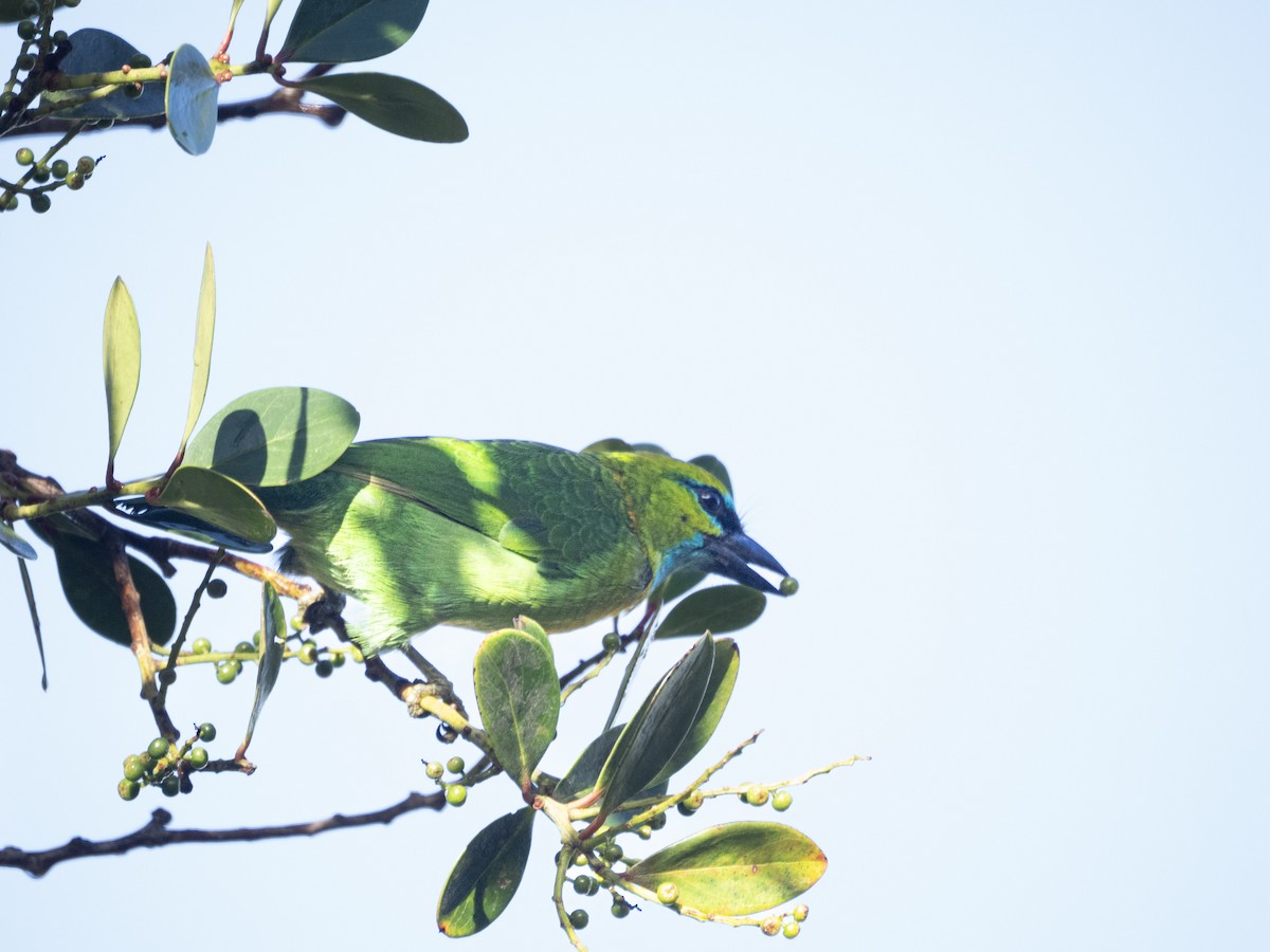Golden-naped Barbet - ML642693846