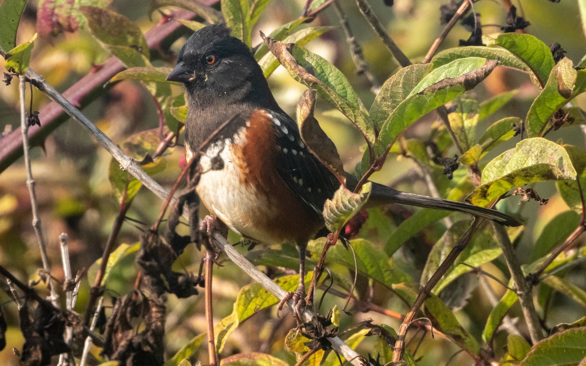 Spotted Towhee - ML642693847