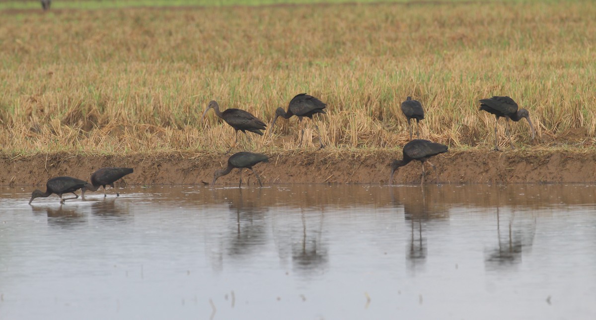 ibis hnědý - ML642693880