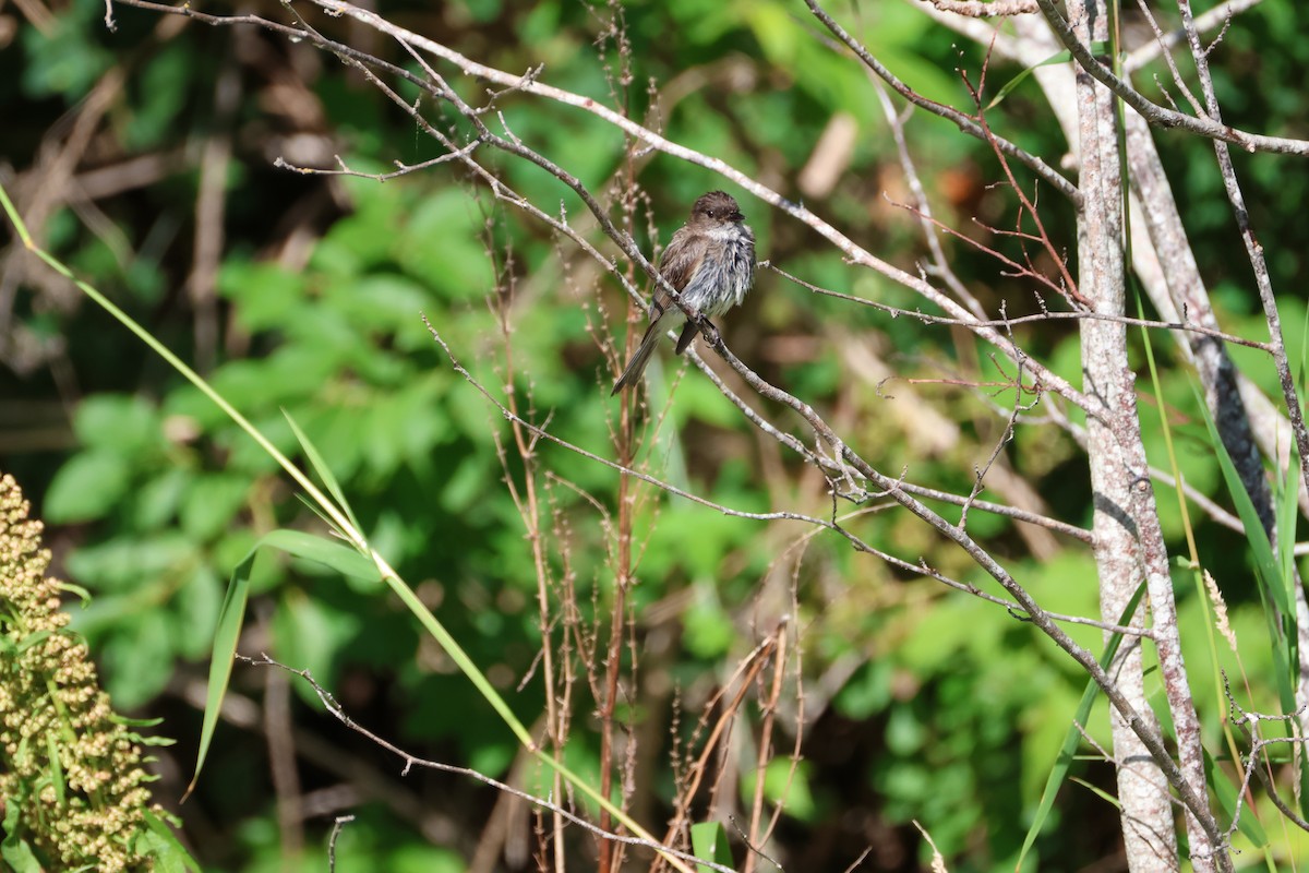 Eastern Phoebe - ML642693885
