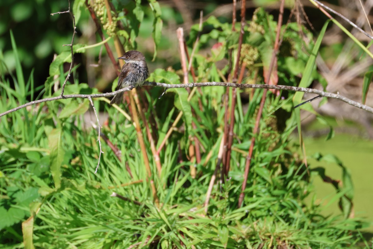 Eastern Phoebe - ML642693886