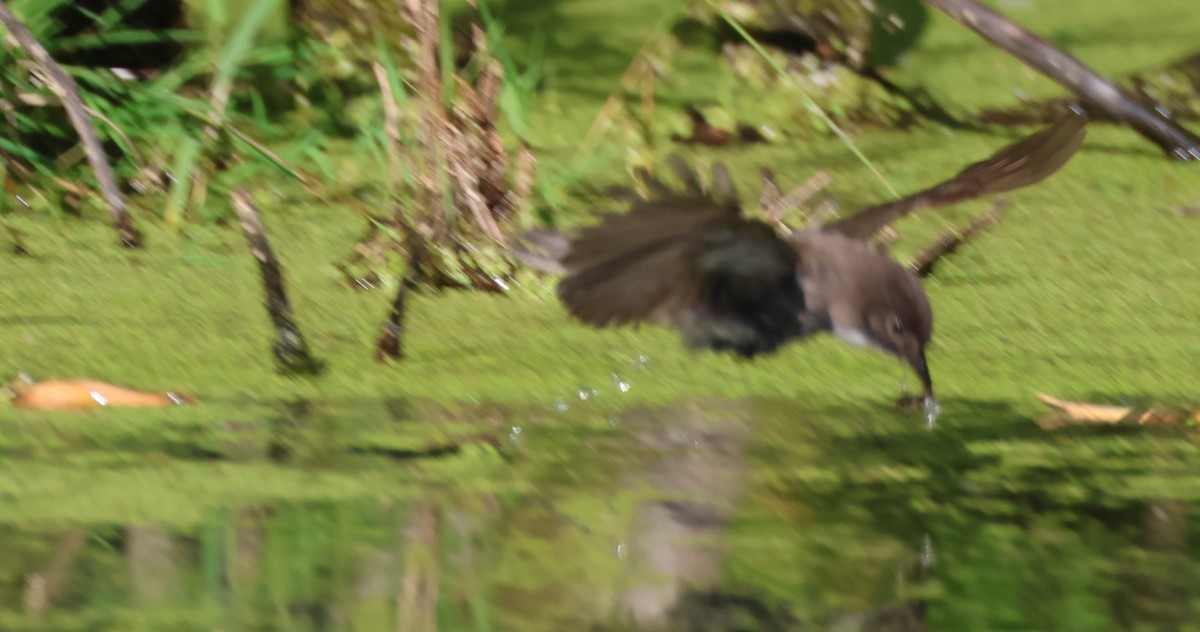 Eastern Phoebe - ML642693888