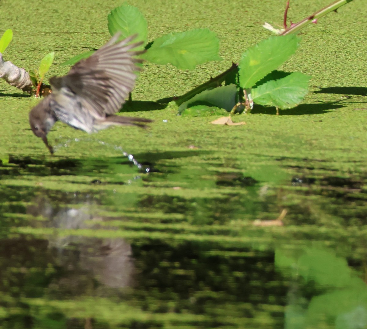 Eastern Phoebe - ML642693889
