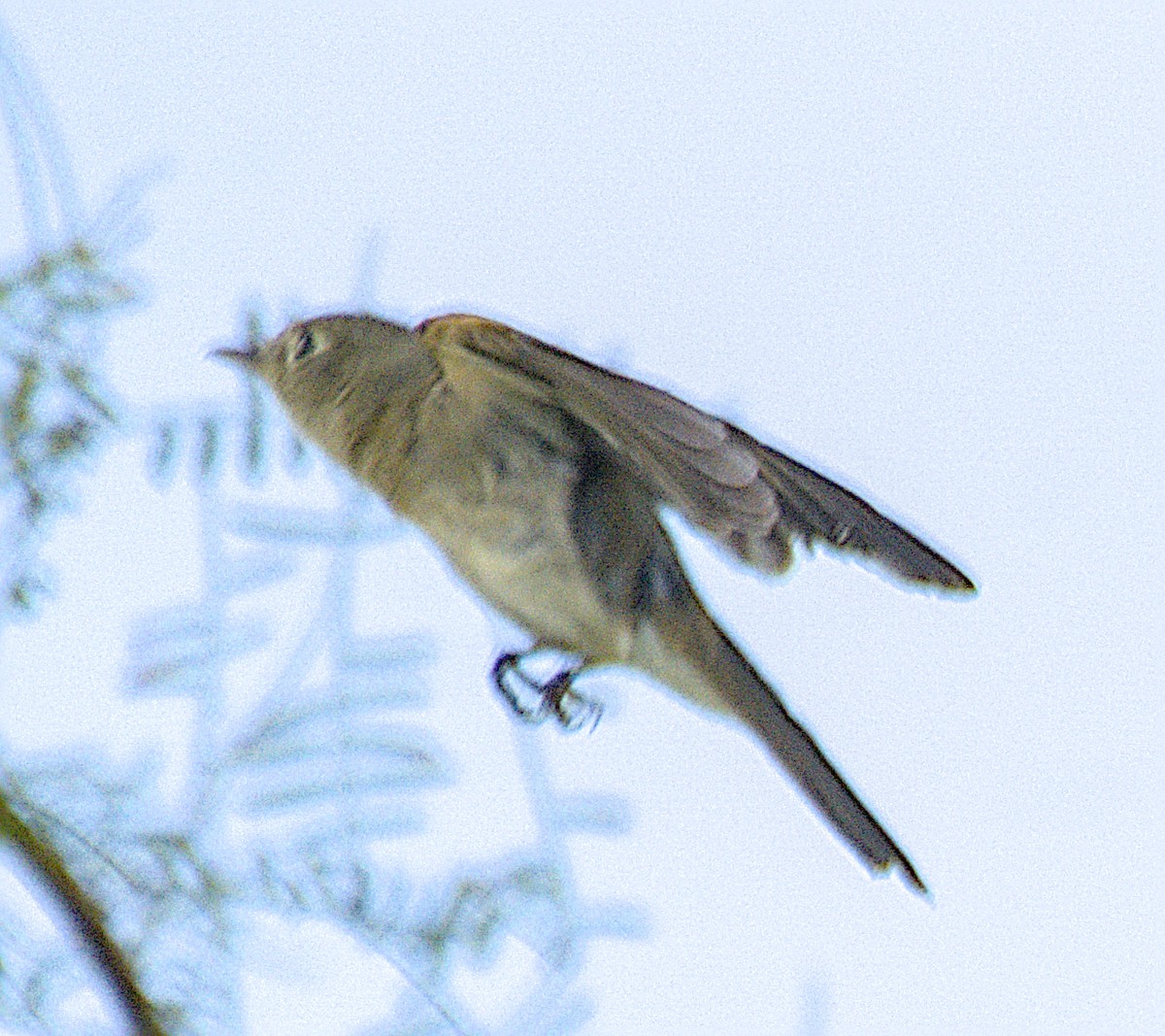 Townsend's Solitaire - ML642693890