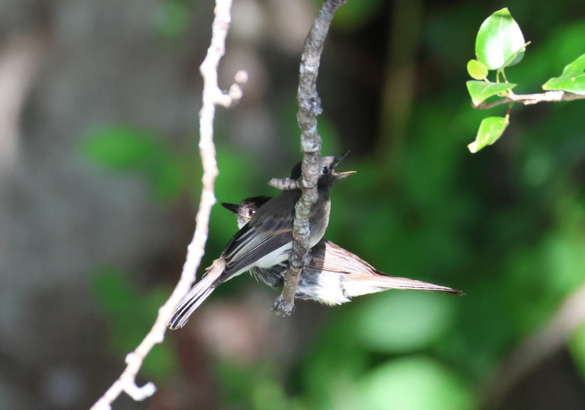Eastern Phoebe - ML642693893