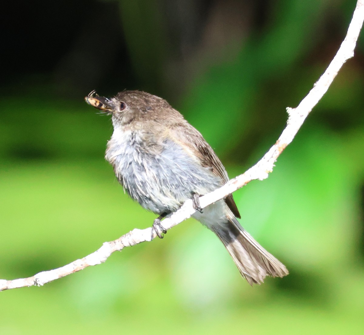 Eastern Phoebe - ML642693894