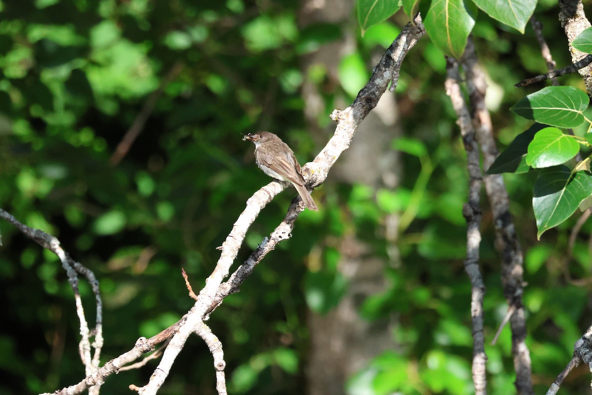 Eastern Phoebe - ML642693899