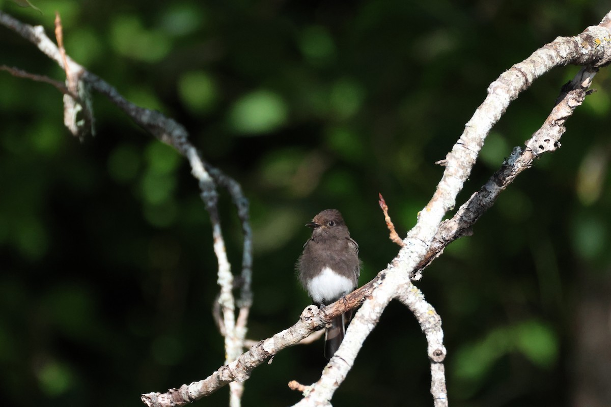 Black Phoebe - ML642693903