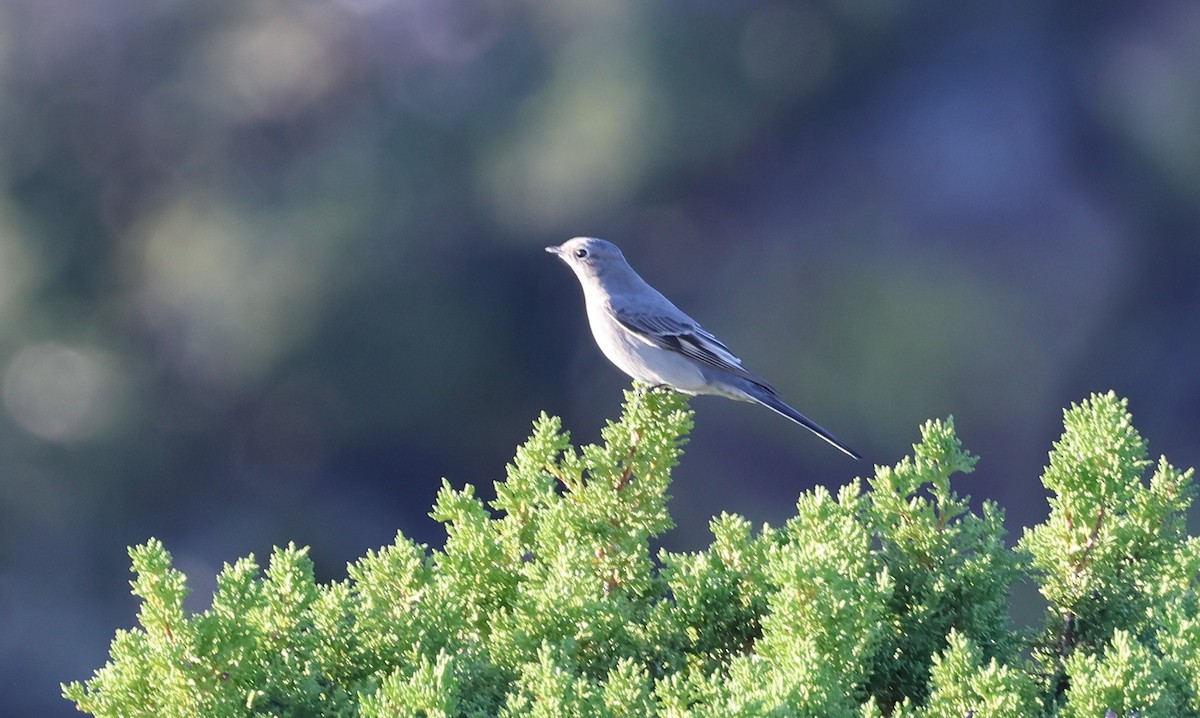 Townsend's Solitaire - ML642693921