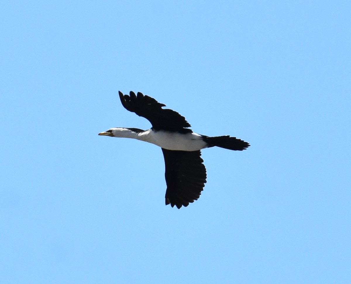 Little Pied Cormorant - ML642693922