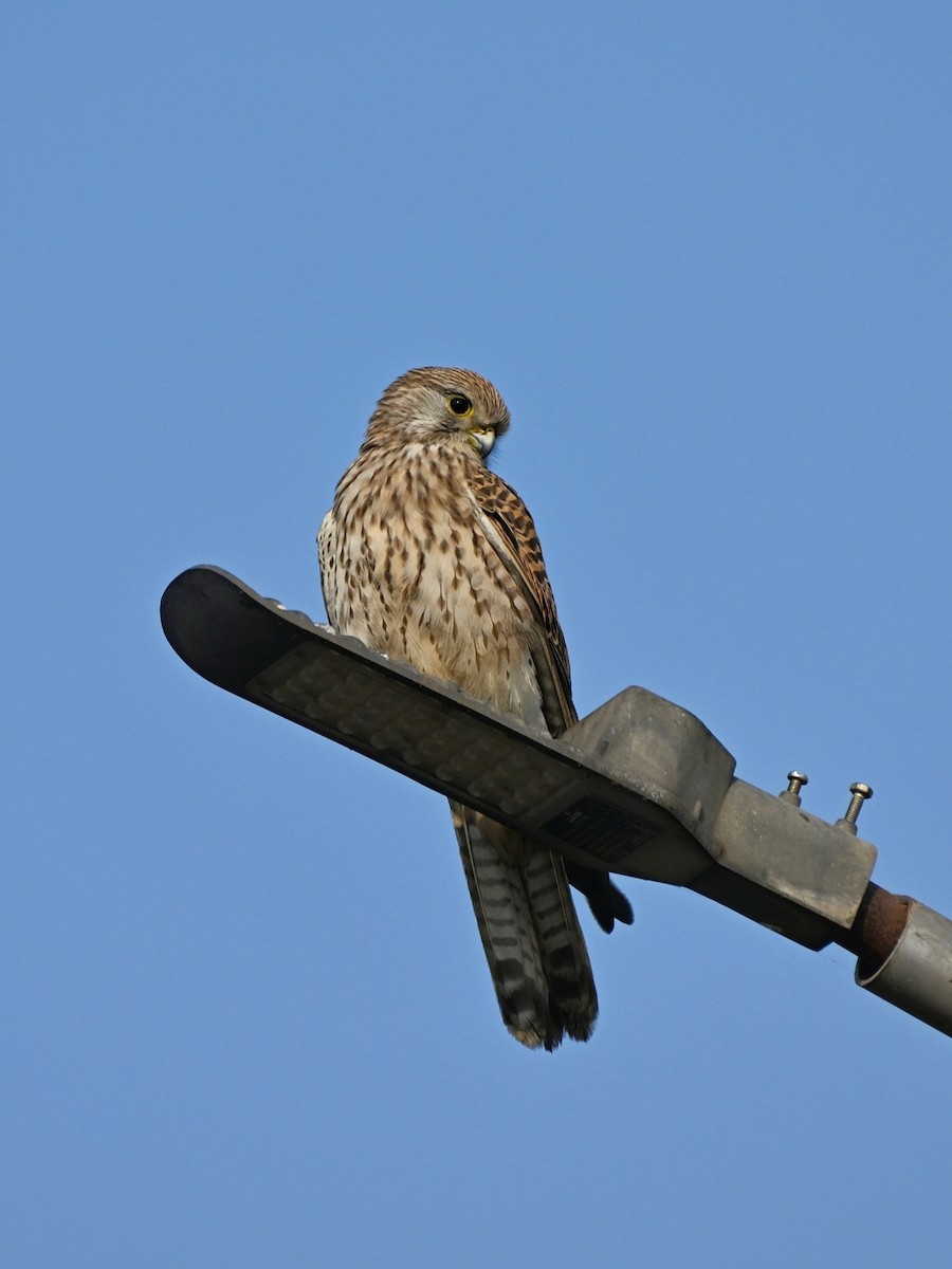 Turmfalke - ML642693928