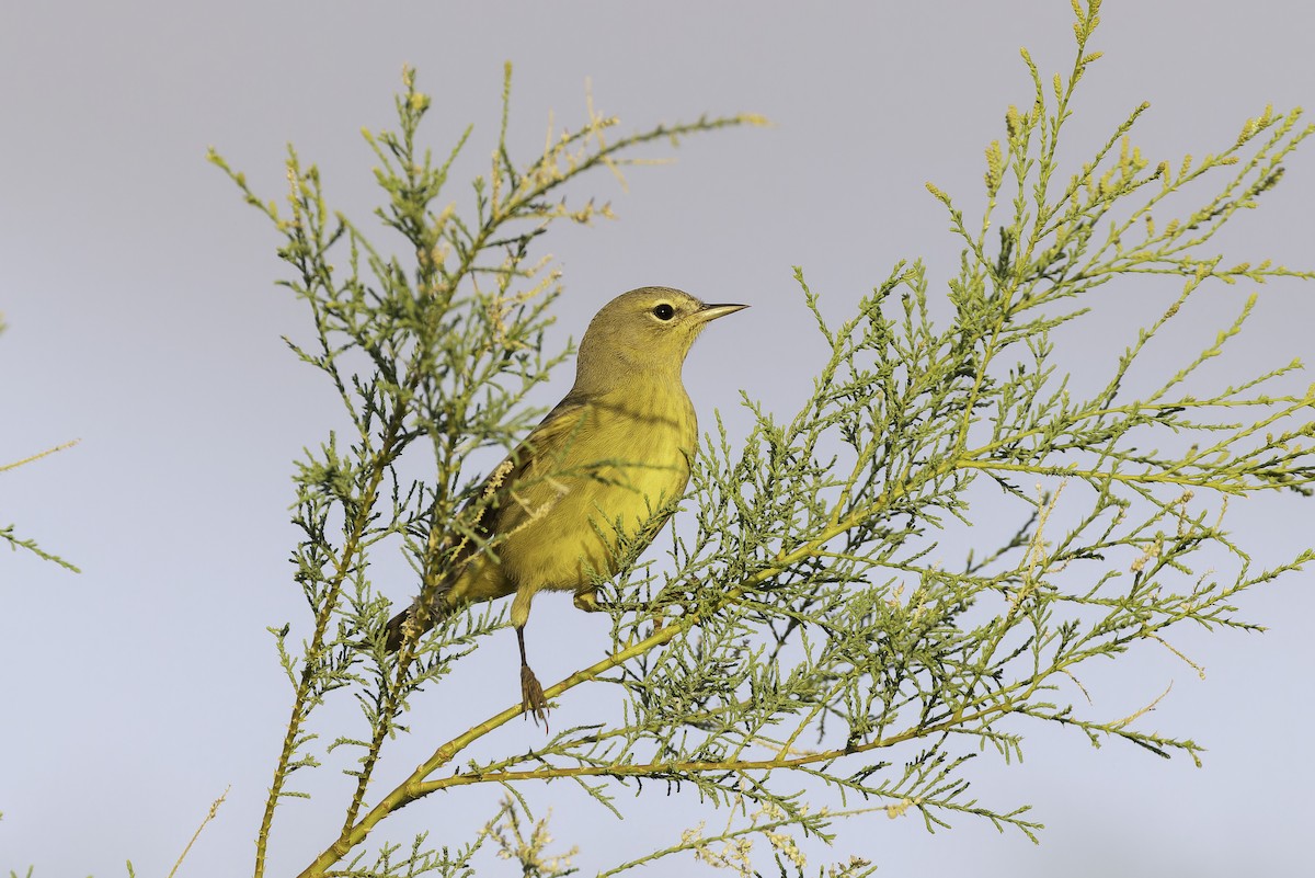 Orangefleck-Waldsänger (lutescens) - ML642693929