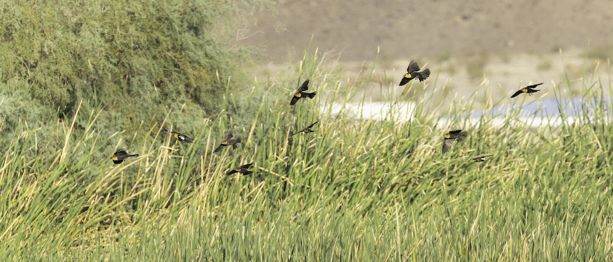 Yellow-headed Blackbird - ML642693930