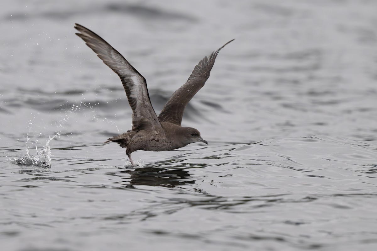 Puffin à bec grêle - ML642693932