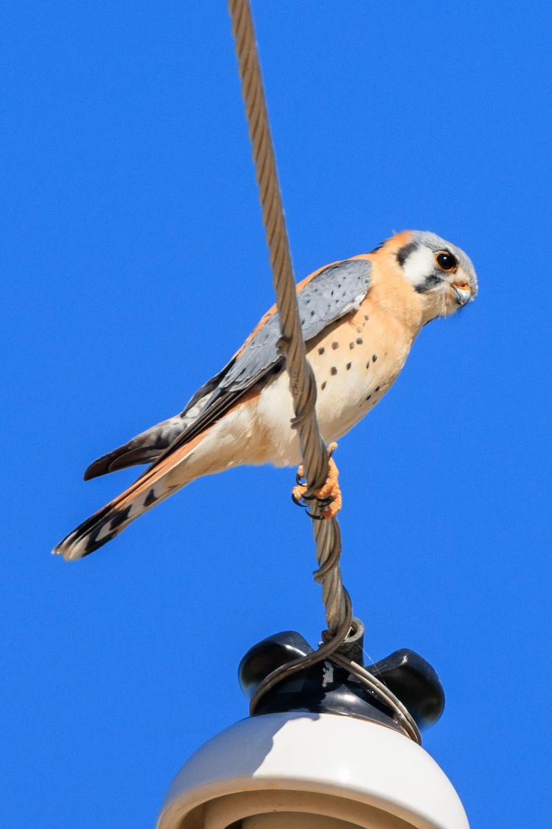 Buntfalke - ML642693936
