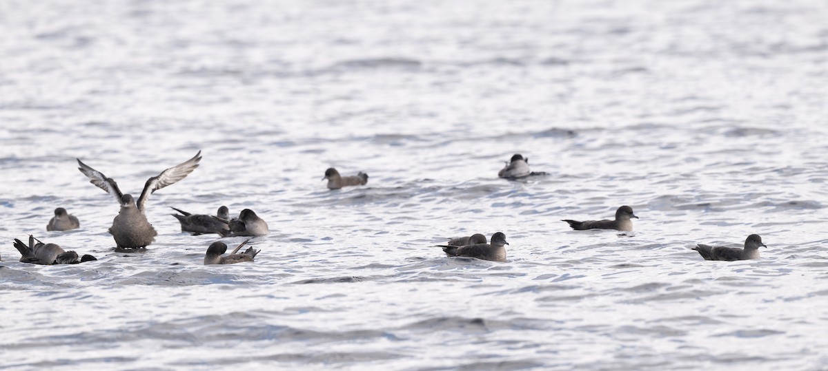 Puffin à bec grêle - ML642693943