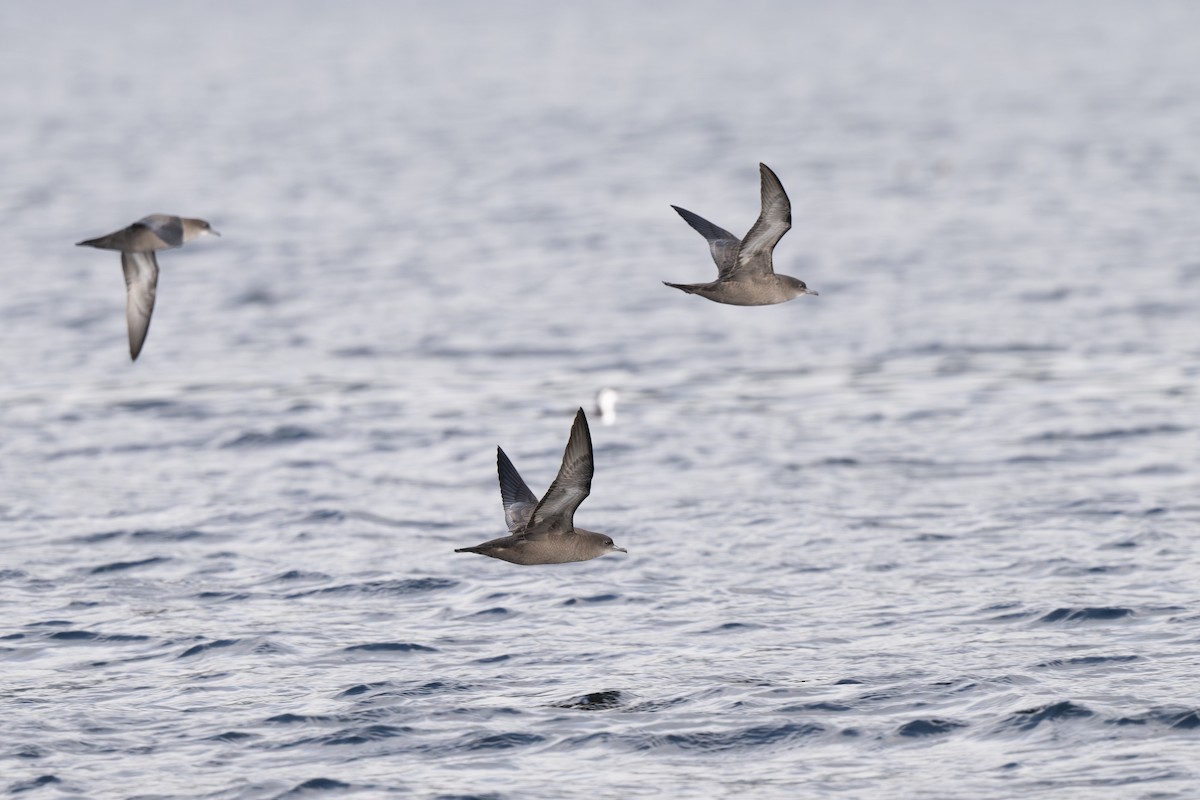 Puffin à bec grêle - ML642693946