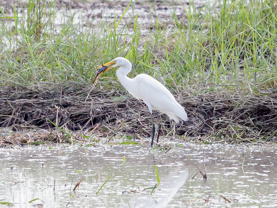 Koromandelkuhreiher - ML642693947