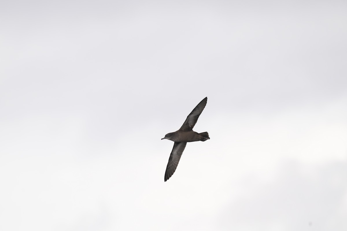 Puffin à bec grêle - ML642693957