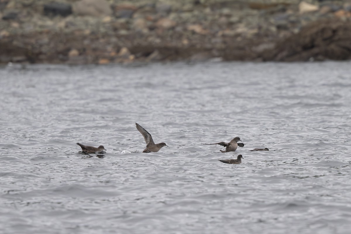 Puffin à bec grêle - ML642693960