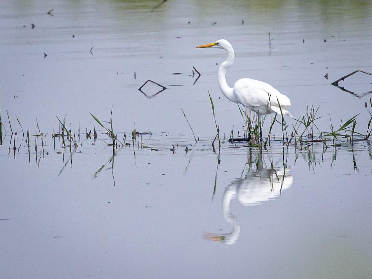 Eastern Cattle-Egret - ML642693961