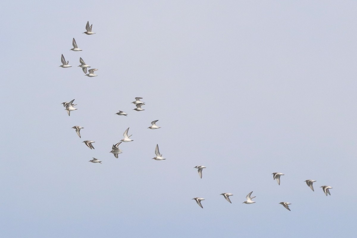 Bécasseau sanderling - ML642693962