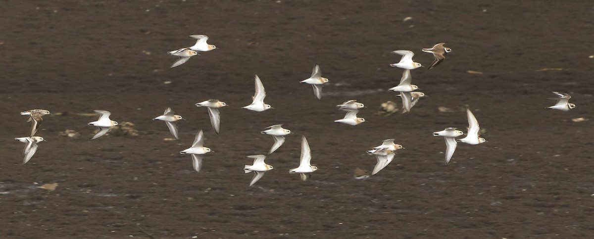 Bécasseau sanderling - ML642693963