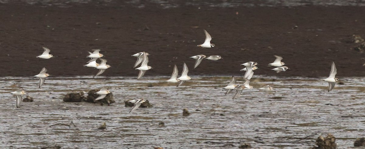 Bécasseau sanderling - ML642693964