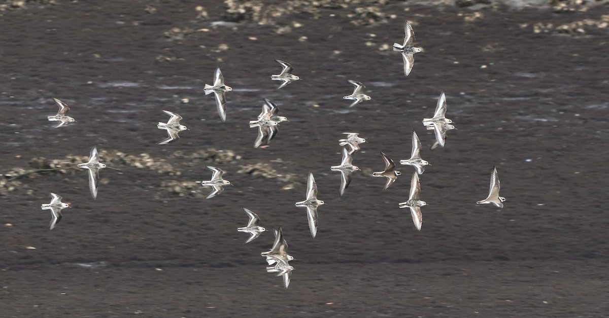 Bécasseau sanderling - ML642693965