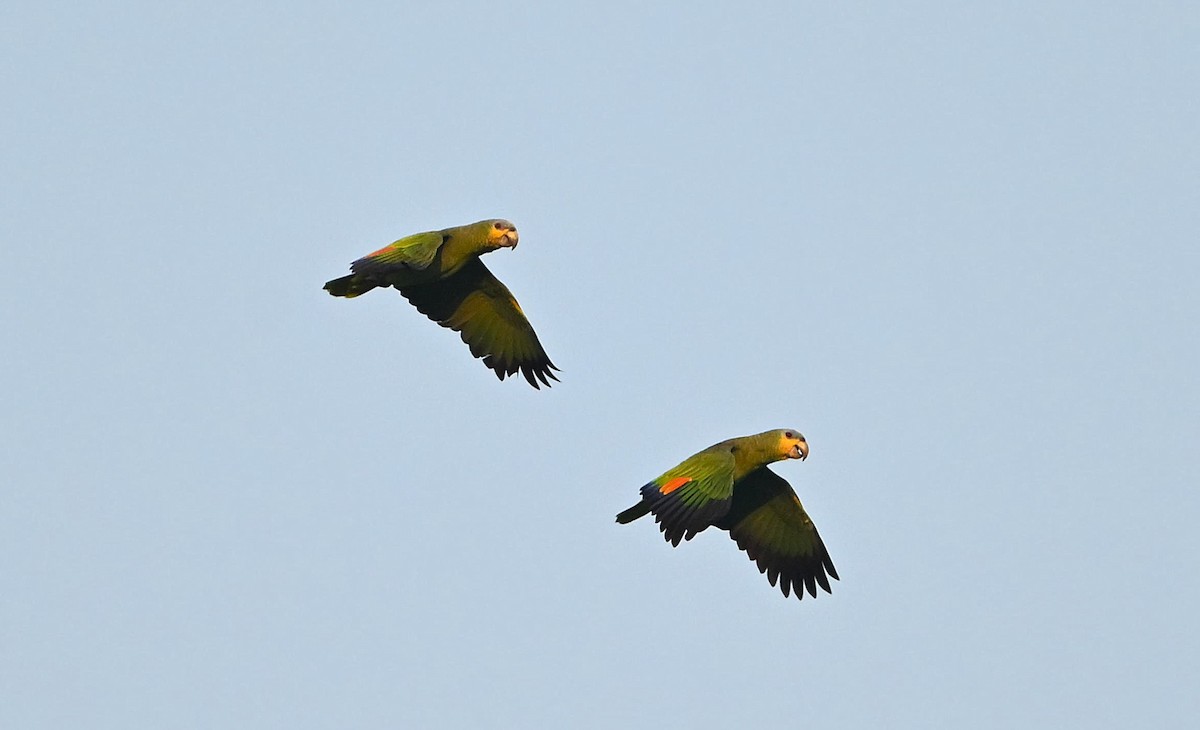 キソデボウシインコ - ML642693970