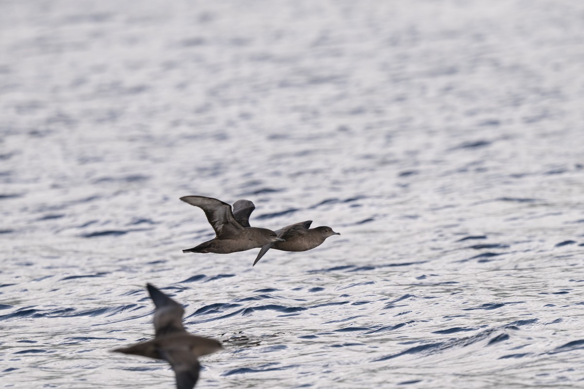 Puffin à bec grêle - ML642693989