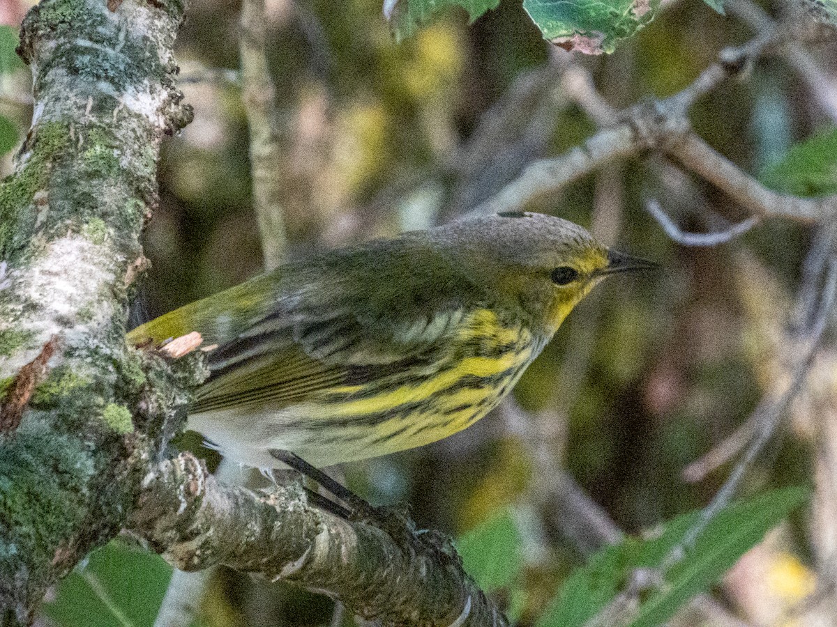 Paruline tigrée - ML642693990