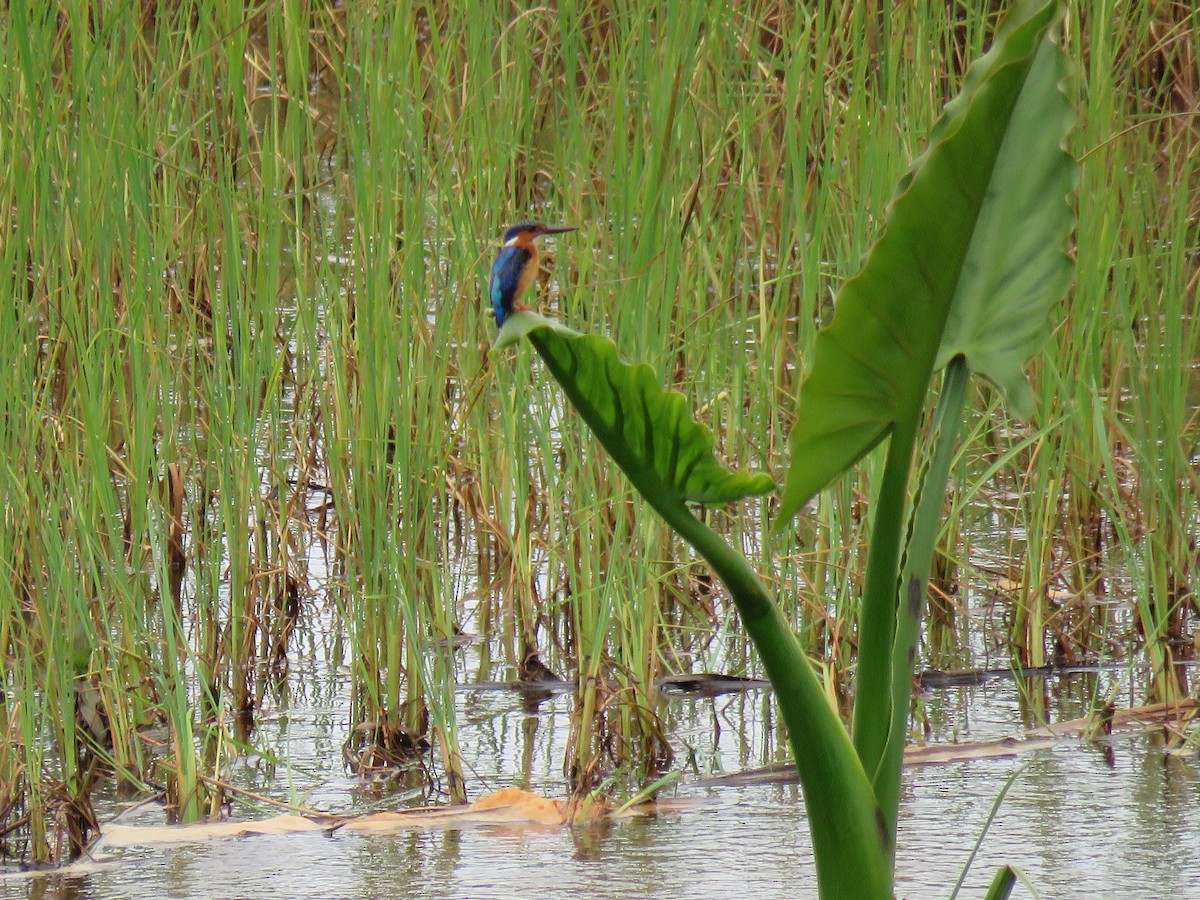 Martin-pêcheur vintsi - ML642693998