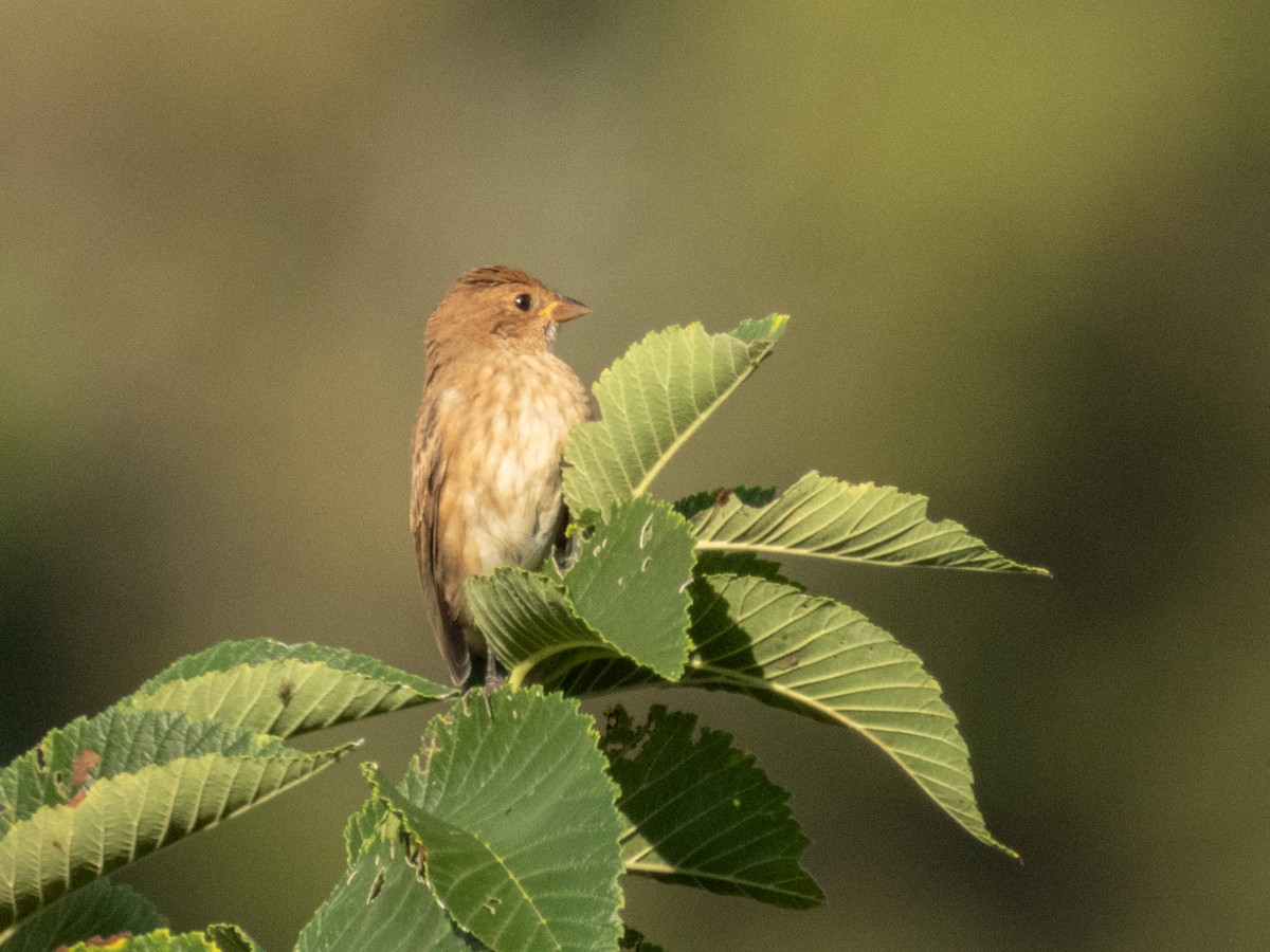 Passerin indigo - ML642693999