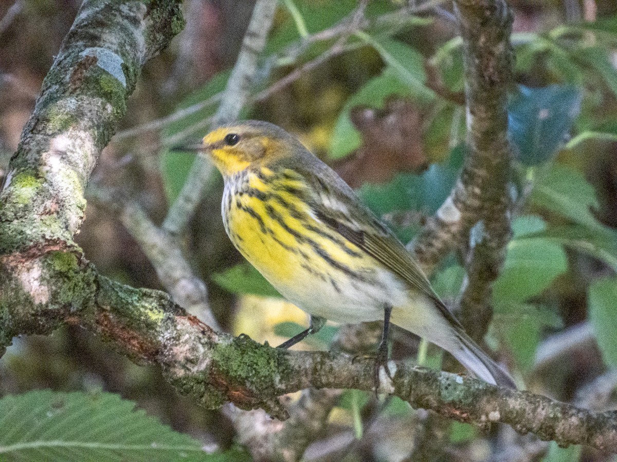 Cape May Warbler - ML642694015
