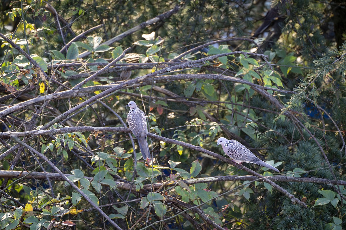 Spotted Dove - ML642694018