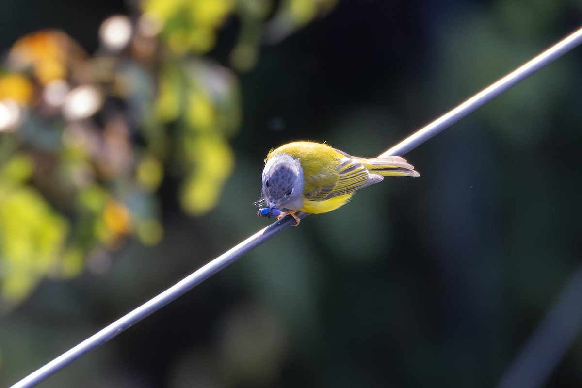 Gray-headed Canary-Flycatcher - ML642694022