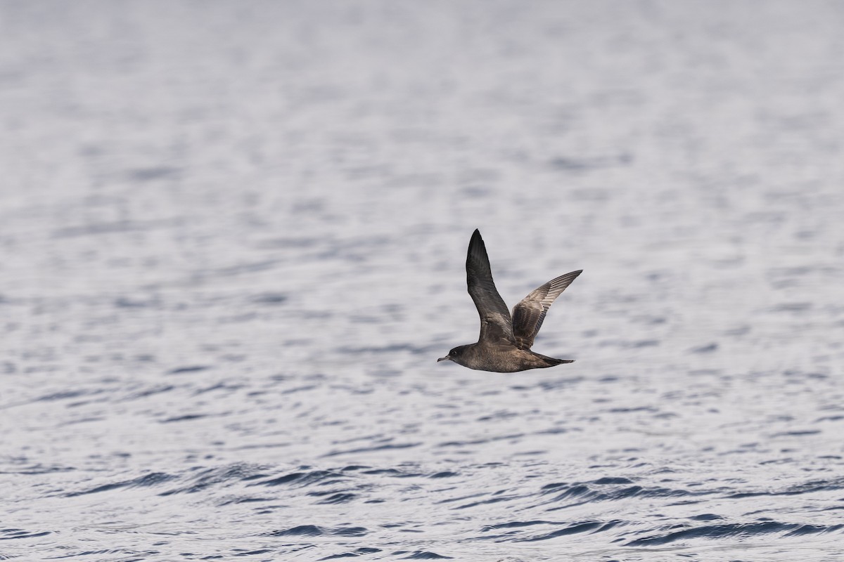 Puffin à bec grêle - ML642694026