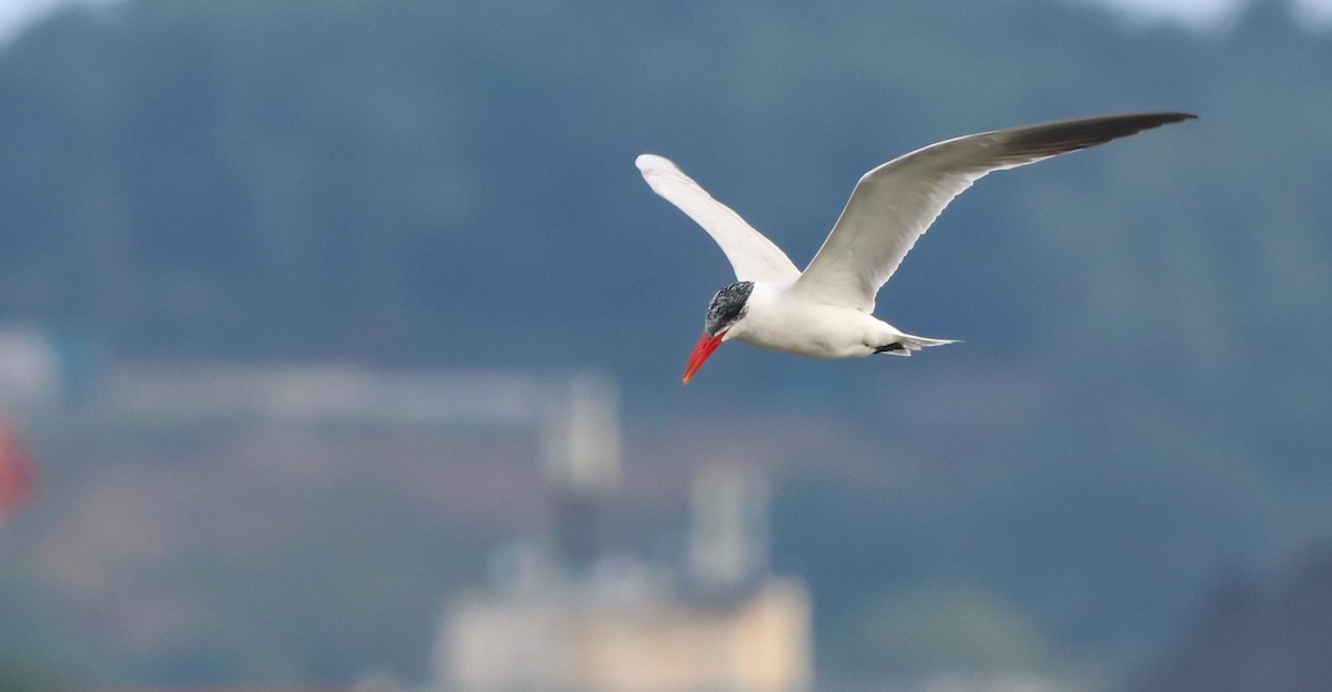 Caspian Tern - ML642694029