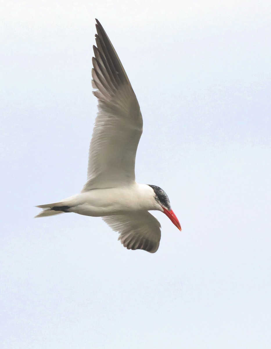 Caspian Tern - ML642694030