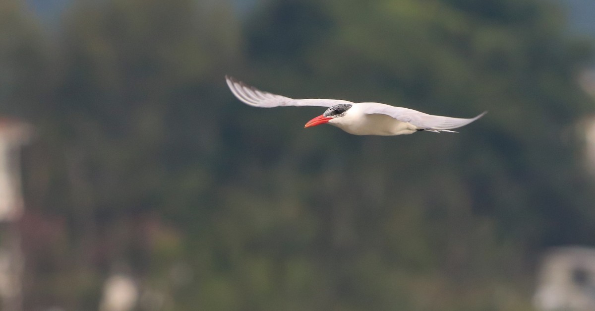 Caspian Tern - ML642694031