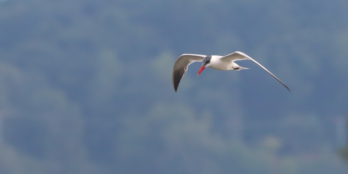 Caspian Tern - ML642694032