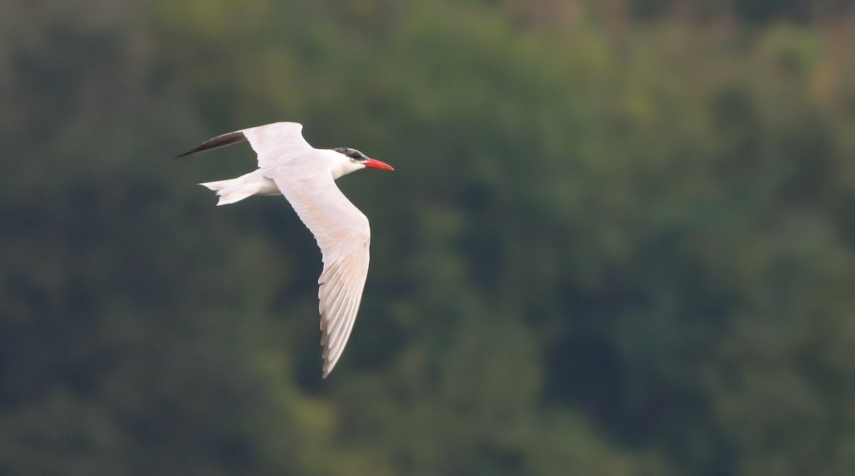 Caspian Tern - ML642694033