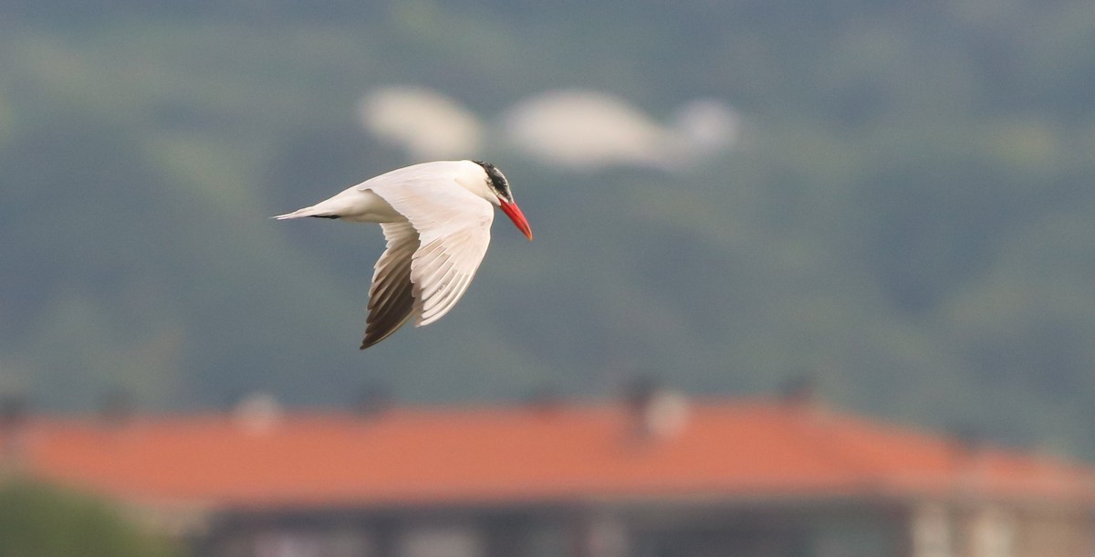 Caspian Tern - ML642694034