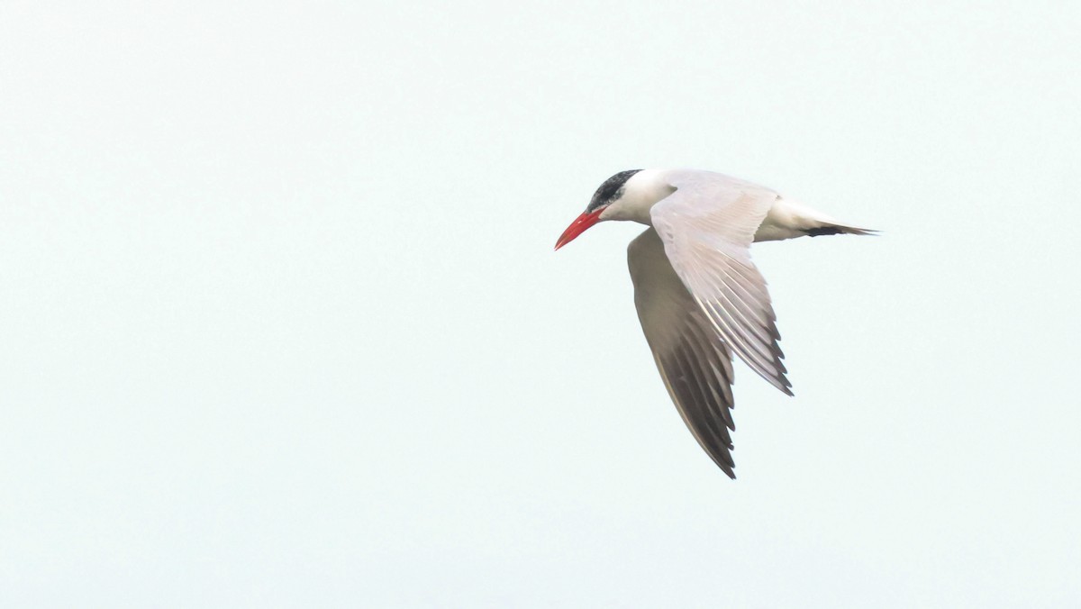 Caspian Tern - ML642694035