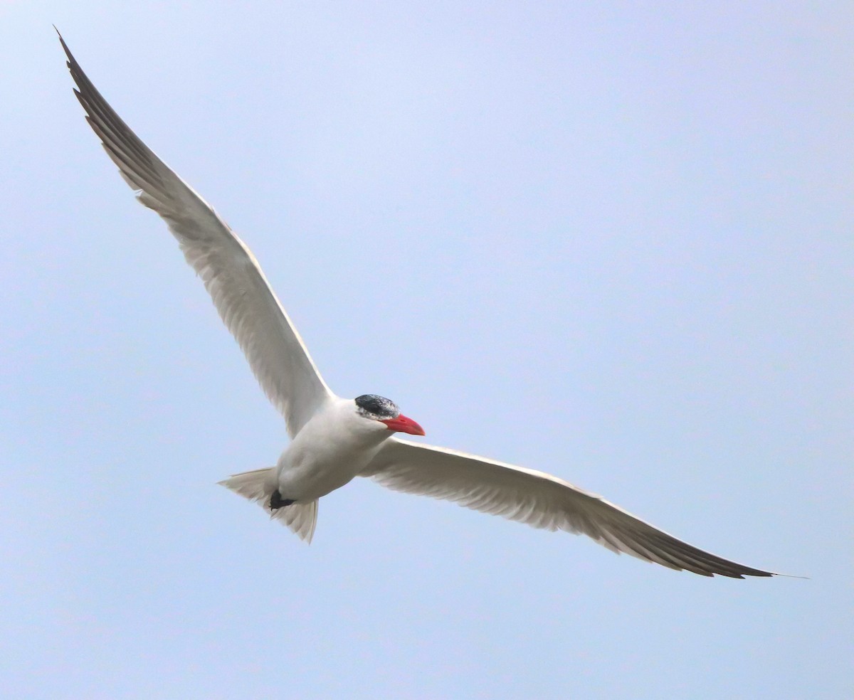 Caspian Tern - ML642694036