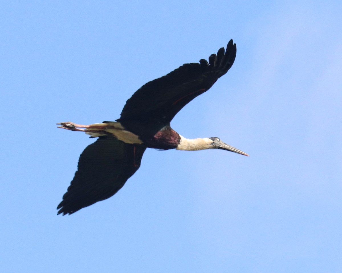 Asian Woolly-necked Stork - ML642694037