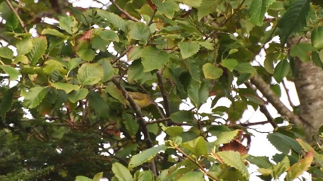 Yellow-green Vireo - ML642694038
