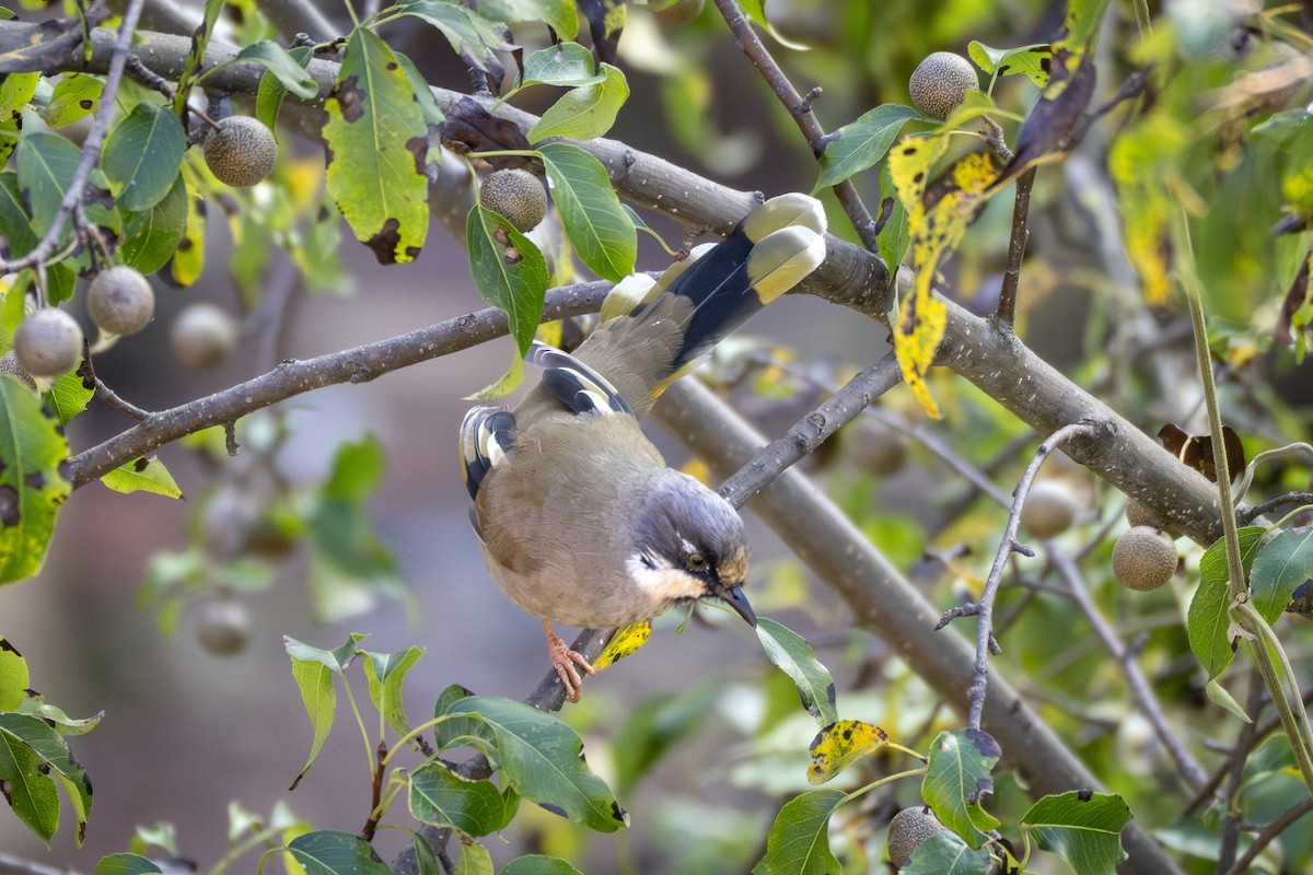 Variegated Laughingthrush - ML642694047